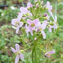Cardamina pratensis fleur